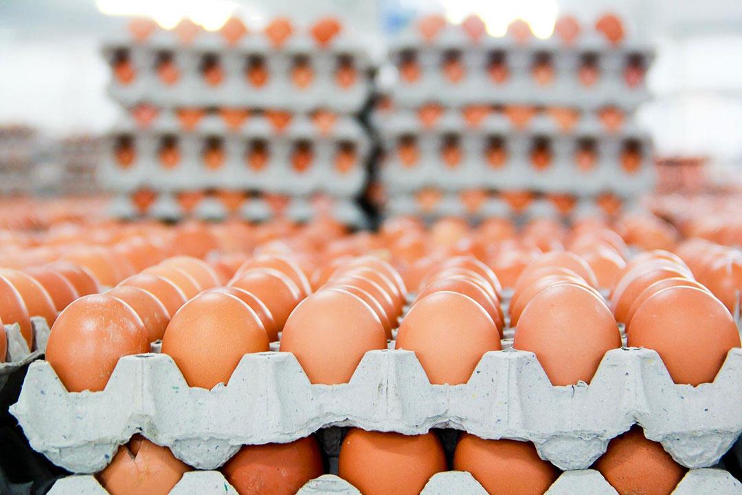 حقول البصرة تنتج قرابة 30 مليون طبقة بيض خلال الشهر الماضي