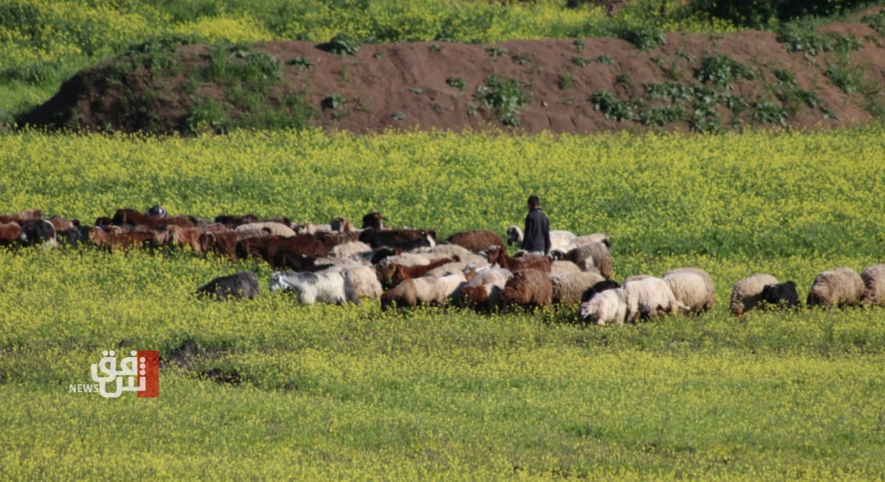Iraqi official criticized for urging slaughter of FMD-infected livestock
