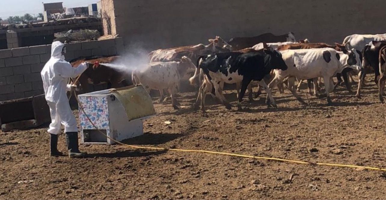 21 فريقاً تجوب المحافظة.. بيطرة ديالى تستنفر للوقاية من الحمى النزفية