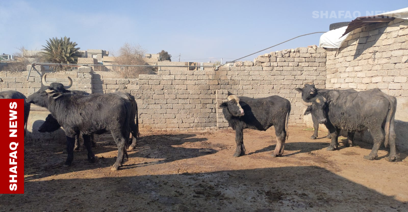 Iraq buffalo die-off: Nineveh calves test positive for FMD