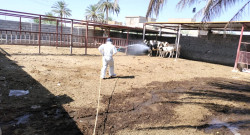 CCHF alert: Fresh case in Iraq’s Dhi Qar